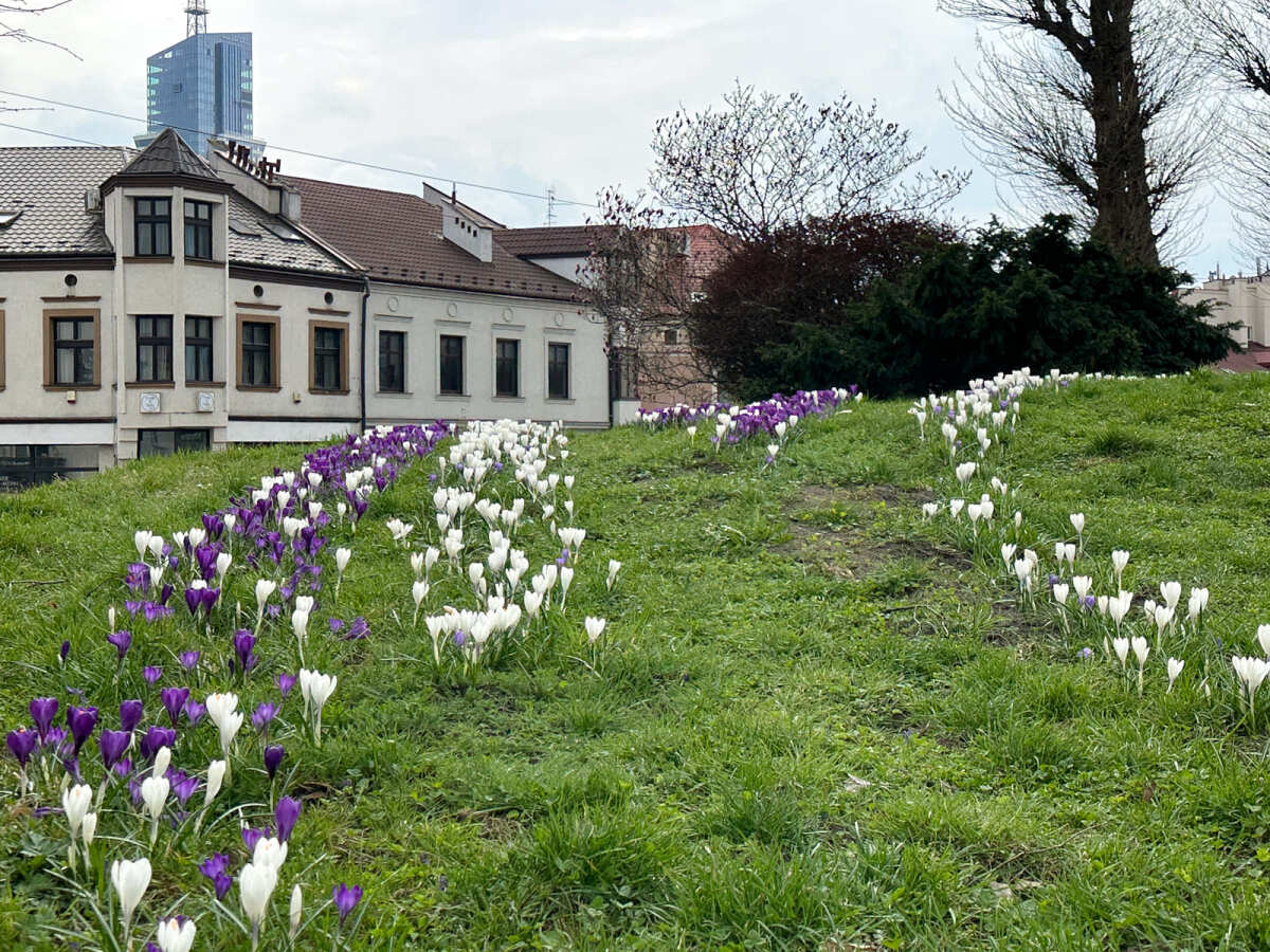 Rzeszów - Łąka krokusowa na placu Cichociemnych w Rzeszowie