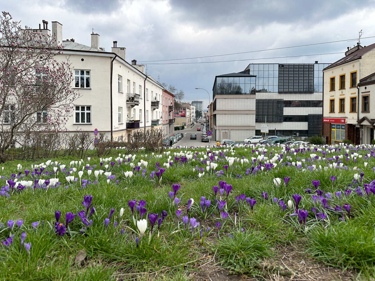 Rzeszów - Łąka krokusowa na placu Cichociemnych w Rzeszowie