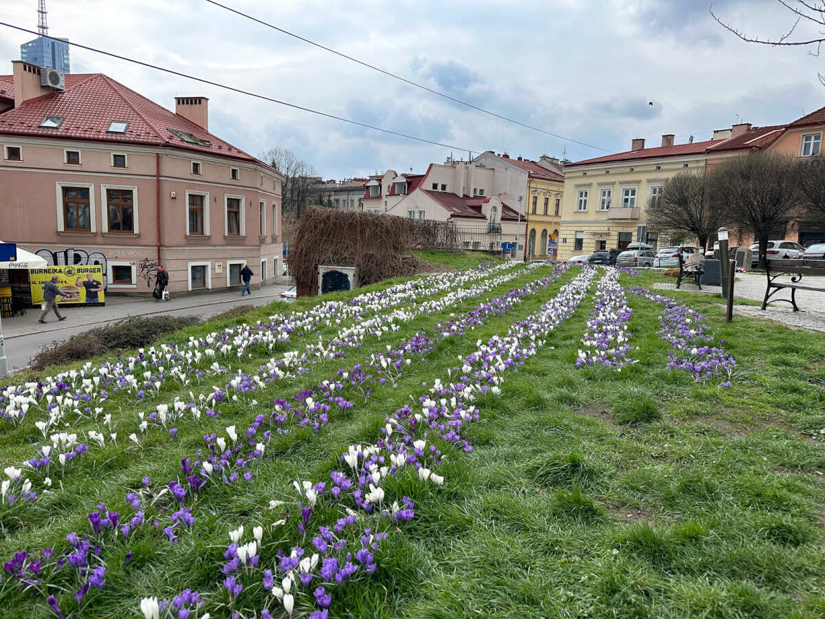 Rzeszów - Łąka krokusowa na placu Cichociemnych w Rzeszowie
