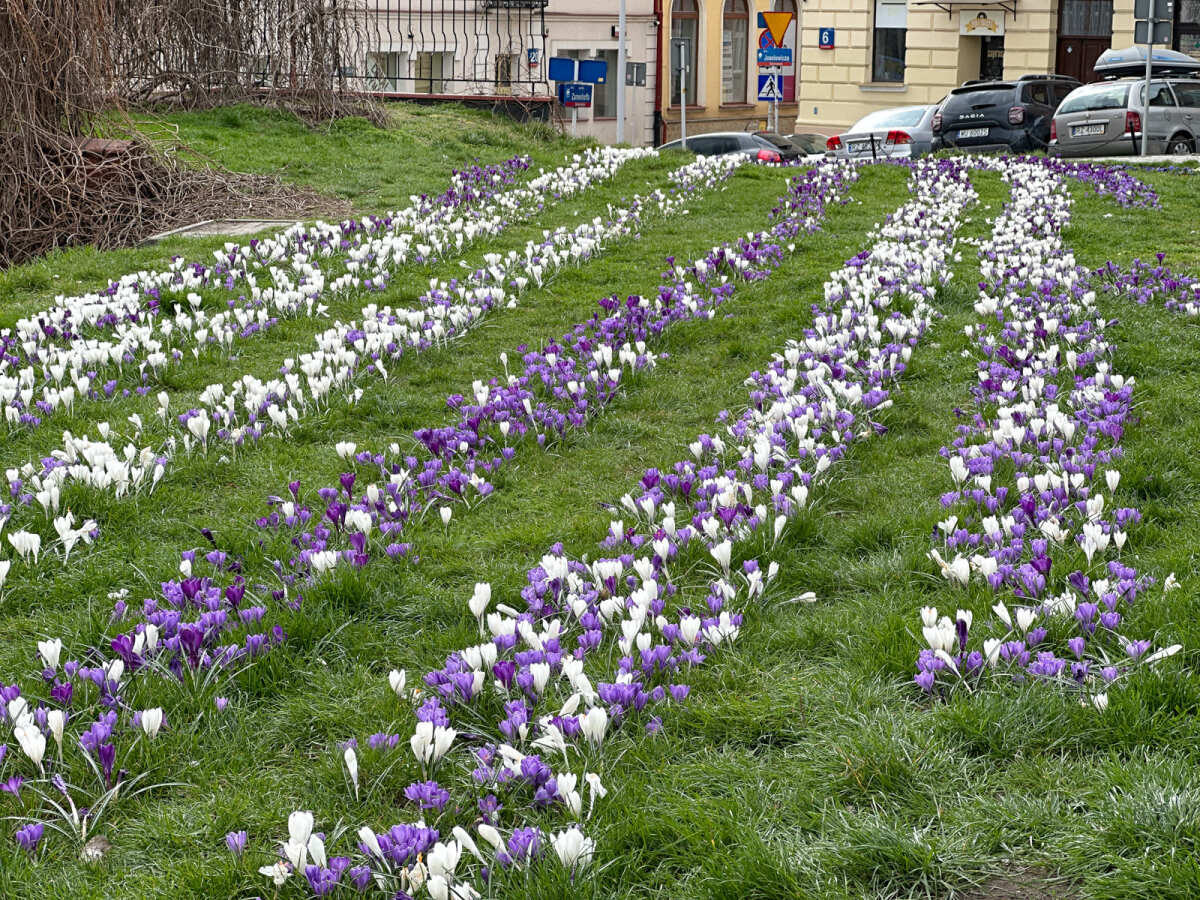 Rzeszów - Łąka krokusowa na placu Cichociemnych w Rzeszowie
