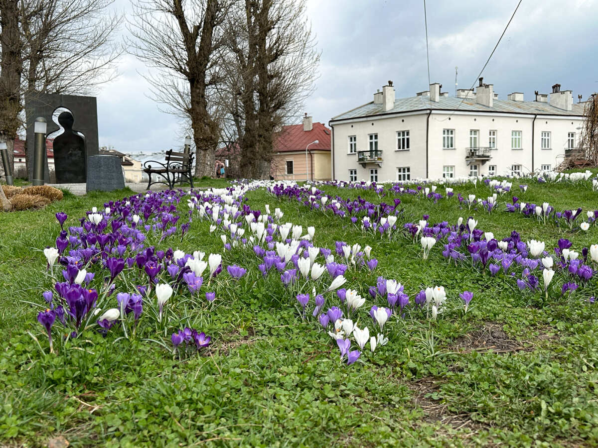 Rzeszów - Łąka krokusowa na placu Cichociemnych w Rzeszowie