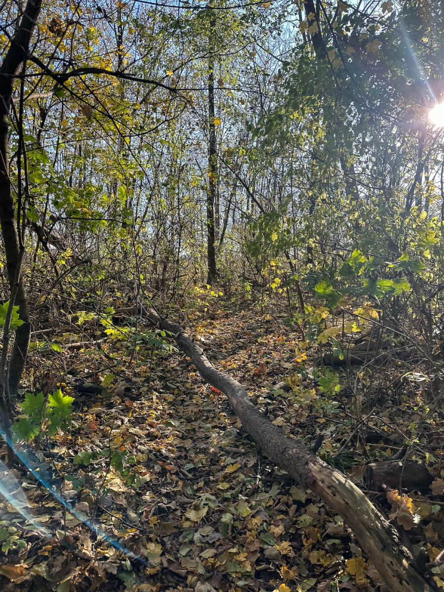 Rzeszów - Jesienny spacer po Lisiej Górze