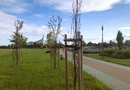 Sadzenie drzew i piknik ekologiczny w Parku Papieskim - Aktualności Rzeszów