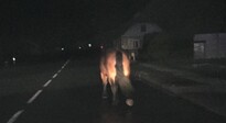 Koń spacerował po drodze wojewódzkiej w Humniskach. Interweniowała policja  - Aktualności Podkarpacie