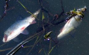 Ryby wrócą do zatrutego zalewu  - Aktualności Rzeszów